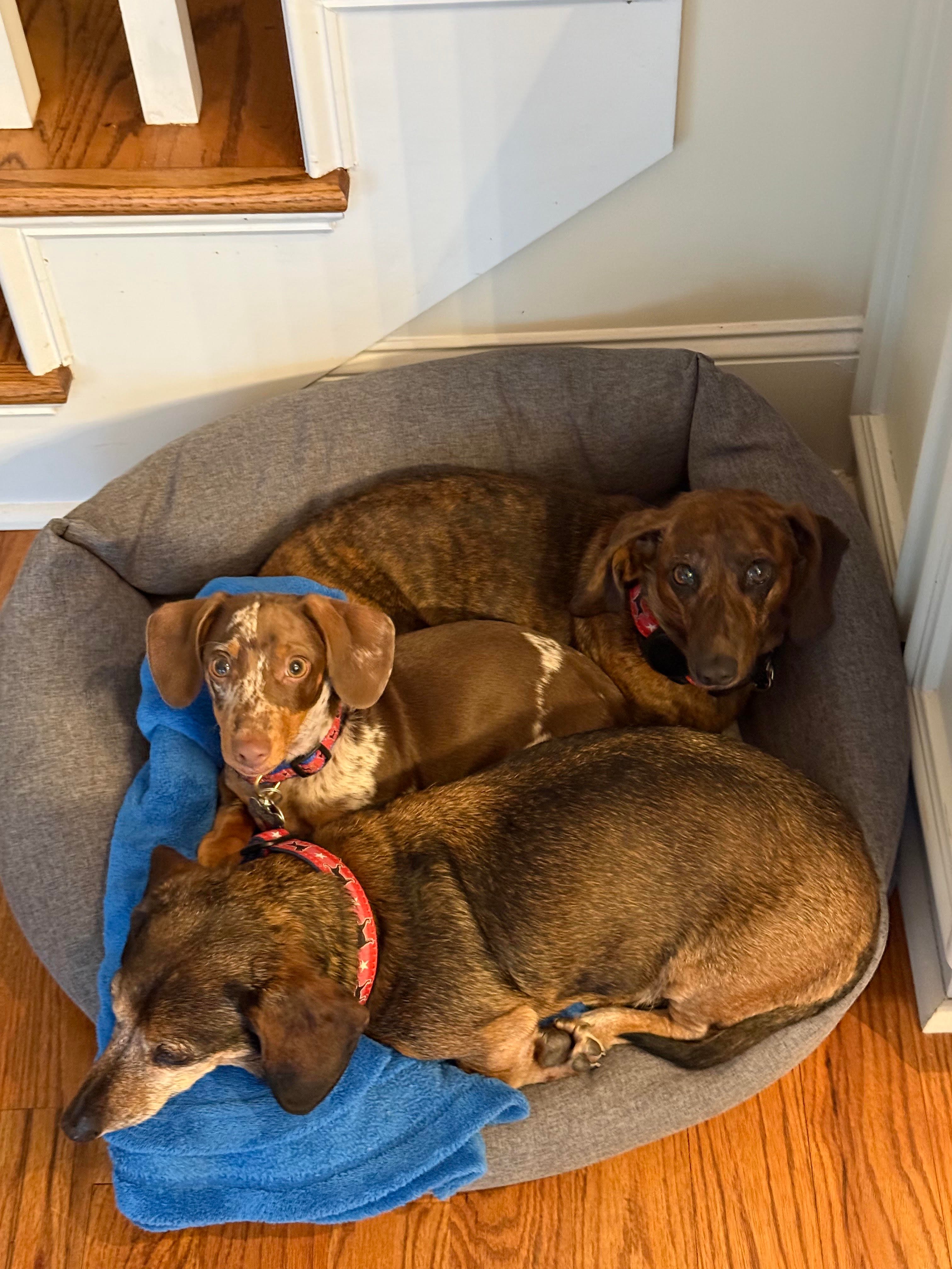 3 pups