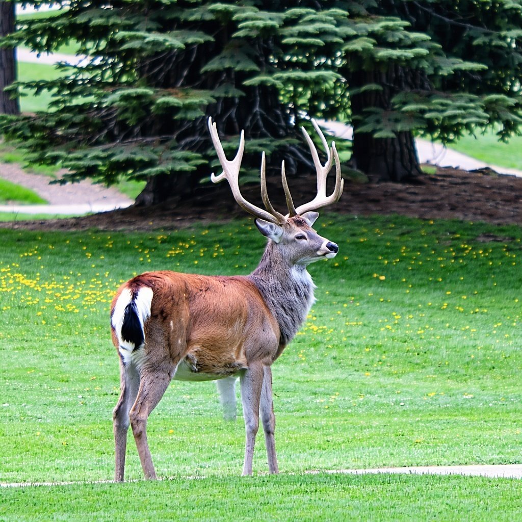Deer Valley Utah Summer-4