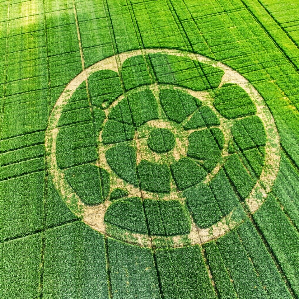 Crop Circles in Green grass