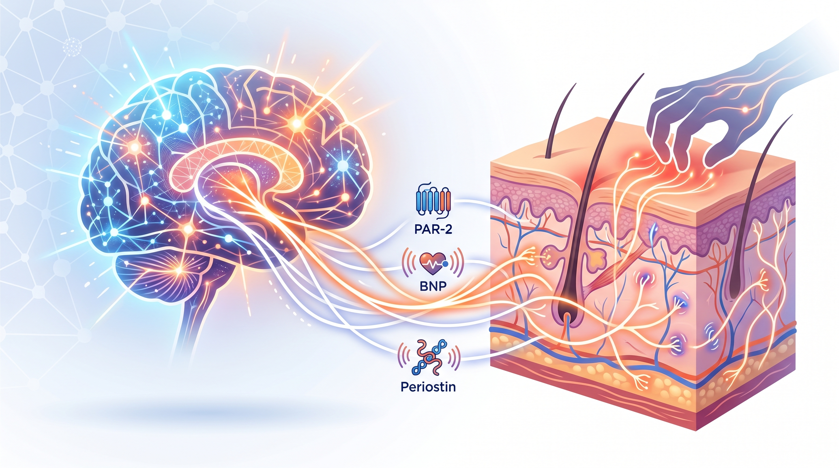 image of hand scratching skin and sending signals back and forth from the brain