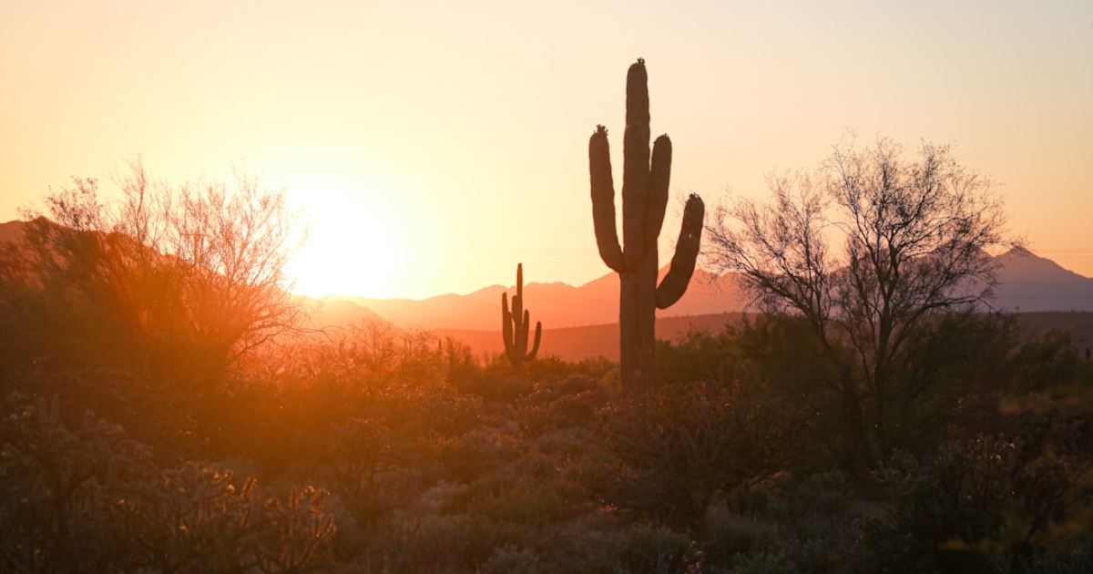 sunset image in arizona desert with cactus 