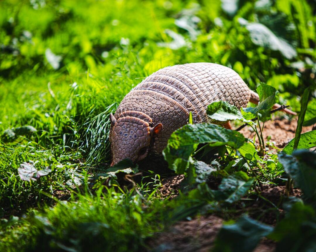 armadillow walking on ground with greenery around 