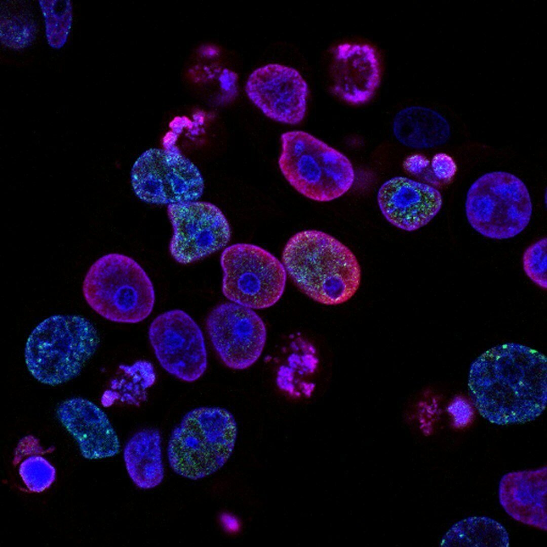 neon blue and purple cell like objects floating in black background