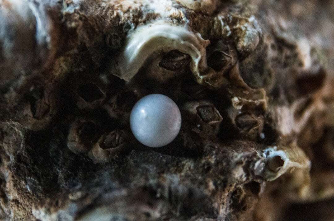 pearl in oyster shell