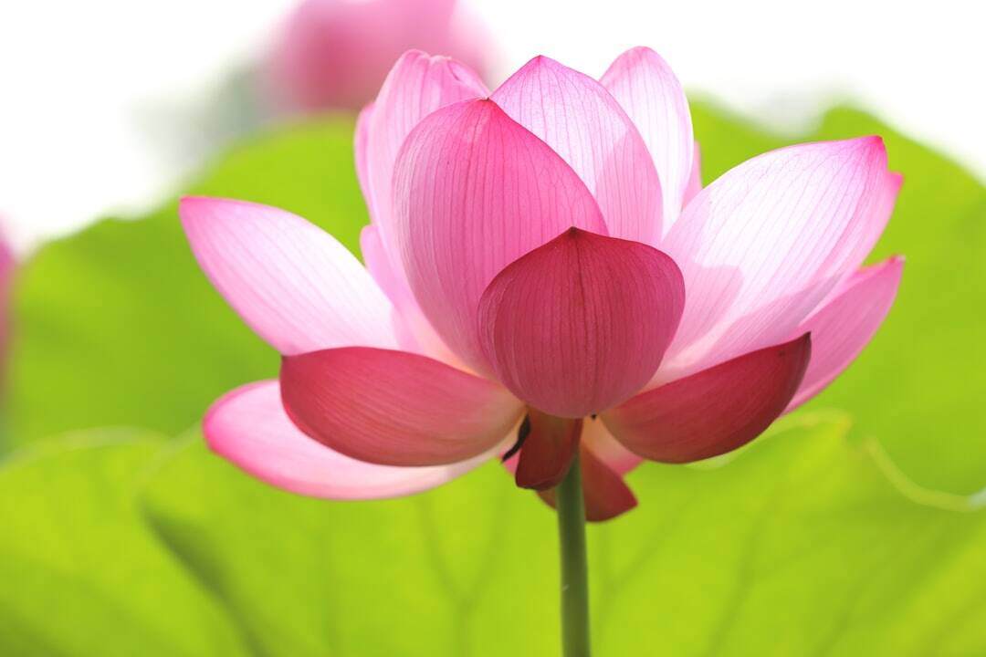 pink open flower with green background
