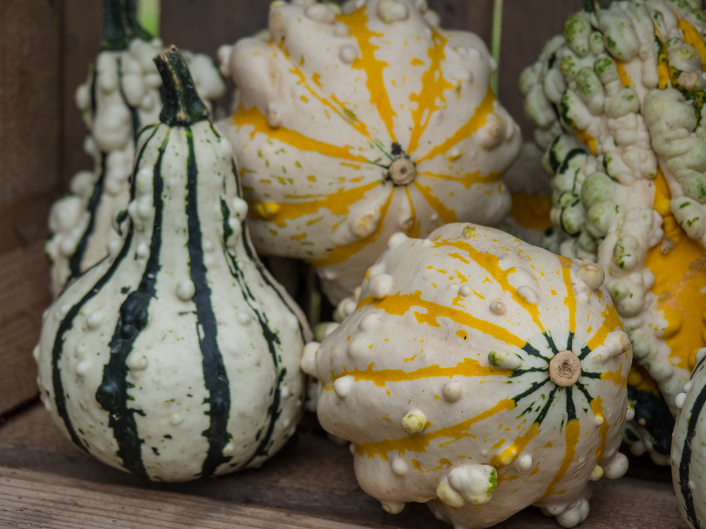 yellow striped and green striped gourds with various lumps and bumps on them